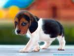 available beagle puppy for new home