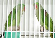 Friendly Alexandrine Parakeet birds For Sweet Home